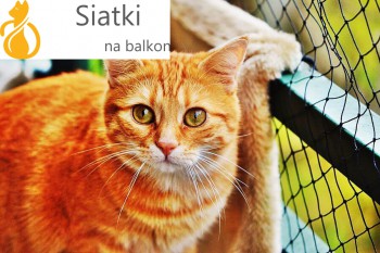 Siatka dla kota na balkon